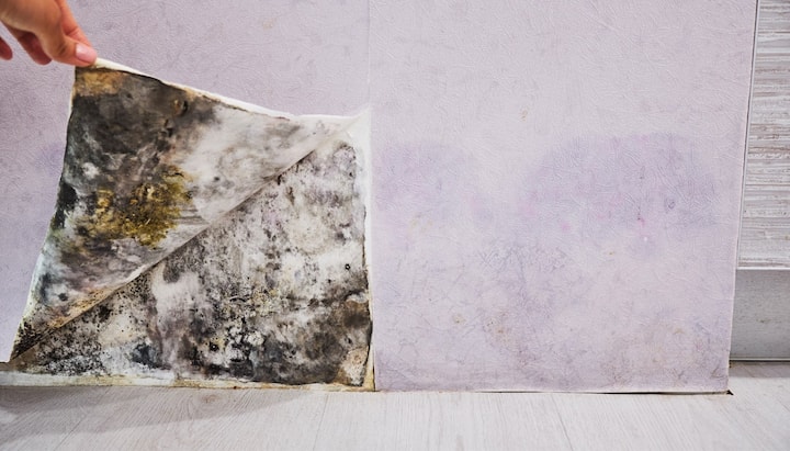 Professional service for mold removal and mold prevention in Castle Rock, Colorado and surrounding areas.